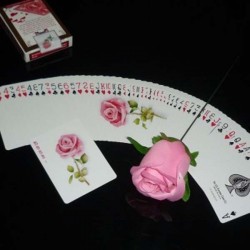 Rose from a Card - Cartas em Rosa